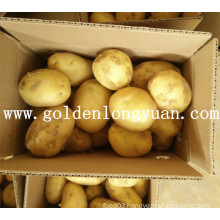 Good Crop Fresh Potato From China